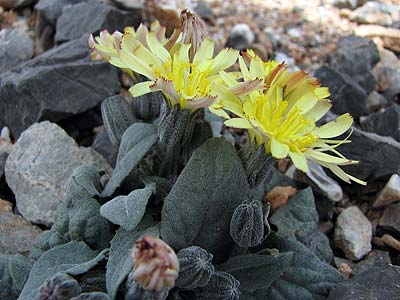 Per saber ms d'aquesta flor clica a la foto