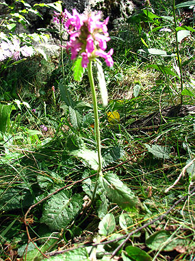 Clica aqu per saber-ne ms d'aquesta flor