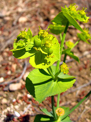 Clica la flor per saber-ne ms