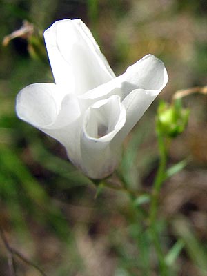 Clica per saber ms d'aquesta flor