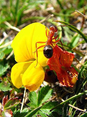 Cliqueu per saber-ne ms d'aquesta flor