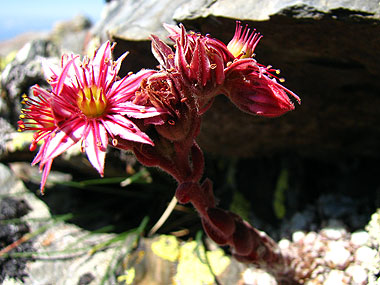 Cliqueu per saber-ne ms d'aquesta flor