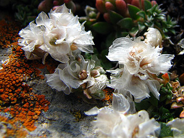 Cliqueu per saber-ne ms d'aquesta flor