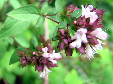 Clica aqu per saber-ne ms d'aquesta flor