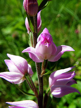 Cliqueu aqu si voleu saber ms d'aquesta flor