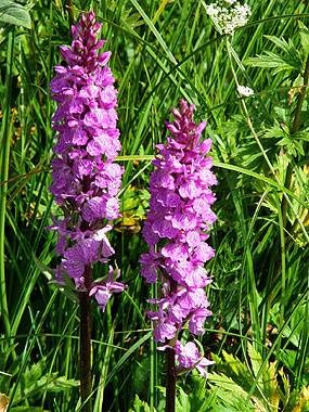 Cliqueu aqu si voleu saber ms d'aquesta flor