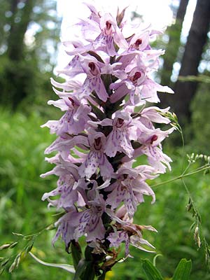 Per saber ms d'aquesta flor