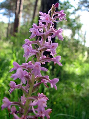 Per saber ms d'aquesta flor