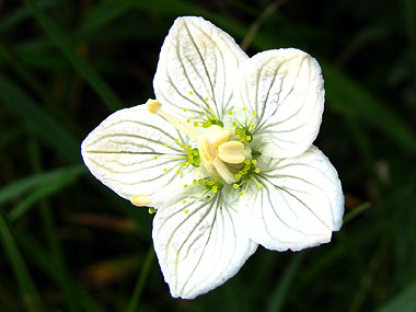 Clica aqu per saber-ne ms d'aquesta flor