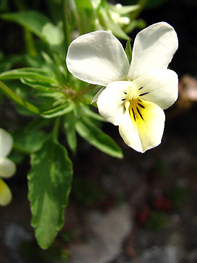Clica aqu per saber-ne ms d'aquesta flor