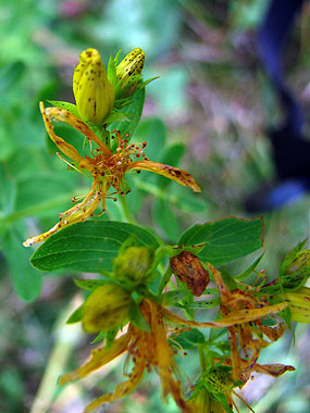 Clica aqu per saber-ne ms d'aquesta flor