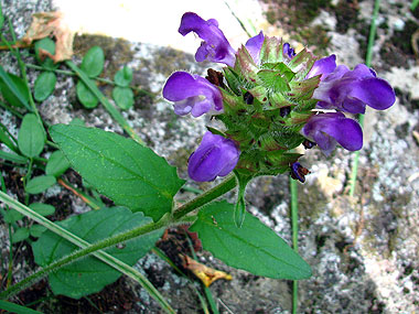 Clica aqu per saber-ne ms d'aquesta flor
