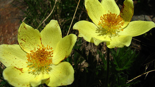 Cliqueu aqu si voleu saber ms d'aquesta flor