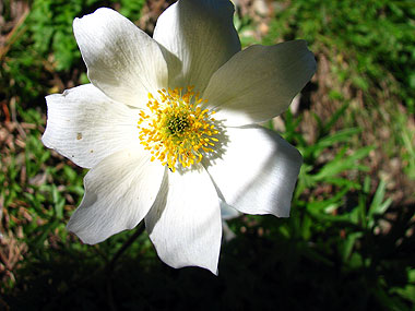 Cliqueu aqu si voleu saber ms d'aquesta flor