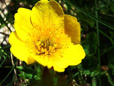 Cliqueu aqu si voleu saber ms d'aquesta flor
