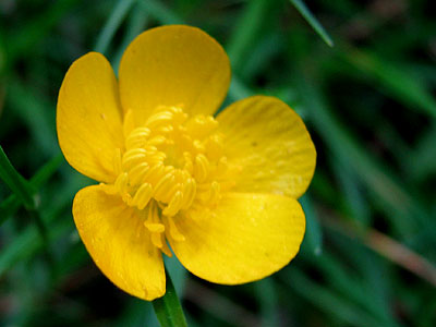 Per saber ms d'aquesta flor