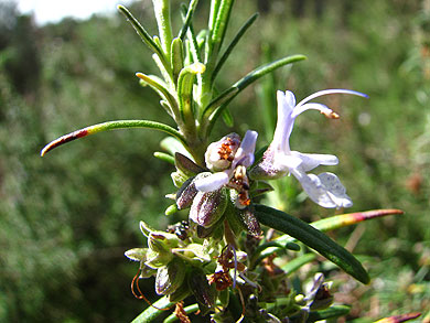 Clica la flor per saber-ne ms