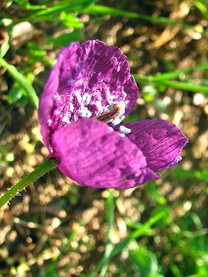 Clica la flor per saber-ne ms
