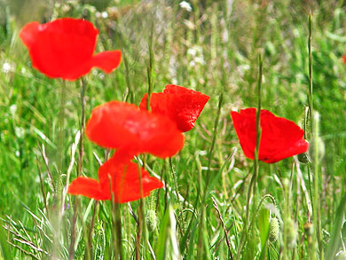 Clica la flor per saber-ne ms