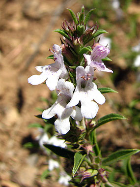 Clica aqu per saber-ne ms d'aquesta flor