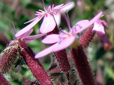 Per saber ms d'aquesta flor