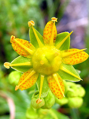 Clica aqu per saber-ne ms d'aquesta flor