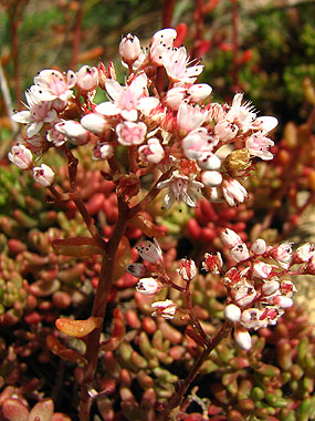 Clica aqu per saber-ne ms d'aquesta flor