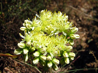 Clica aqu per saber-ne ms d'aquesta flor