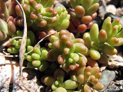 Per saber ms d'aquesta flor