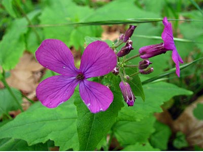 Cliqueu aqu si voleu saber-ne ms 