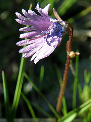 Per saber-ne ms d'aquesta flor