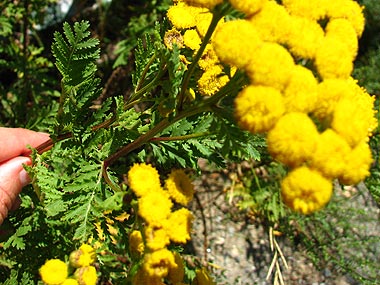 Clica aqu per saber-ne ms d'aquesta flor
