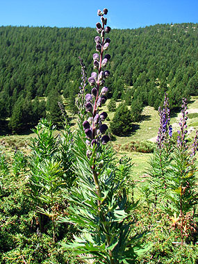 Cliqueu per saber-ne ms d'aquesta flor
