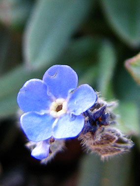 Cliqueu per saber-ne ms d'aquesta flor