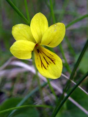 Per saber-ne ms d'aquesta flor