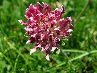 Cliqueu aqu si voleu saber ms d'aquesta flor