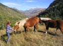 Cavalls a la Vall de l'Aiguamg