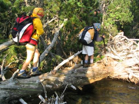 Sortejant les "aigües tortes" amb l'ajuda dels arbres caiguts