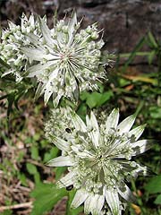 Per saber ms d'aquesta flor