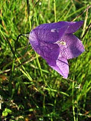 Per saber ms d'aquesta flor