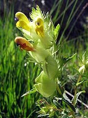 Per saber ms d'aquesta flor