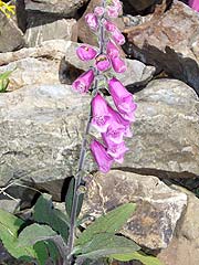 Per saber ms d'aquesta flor