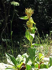 Per saber ms d'aquesta flor