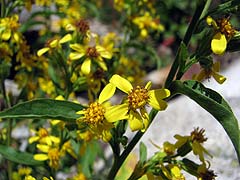 Per saber ms d'aquesta famlia