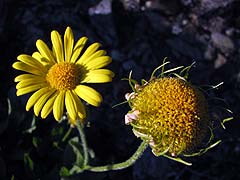 Per saber ms d'aquesta famlia