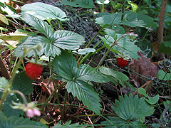 Per saber ms d'aquesta planta