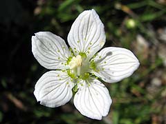 Per saber ms d'aquesta flor