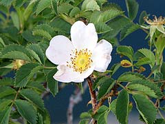 Per saber ms d'aquesta flor