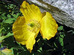 Per saber ms d'aquesta flor