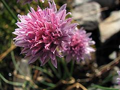 Per saber ms d'aquesta flor